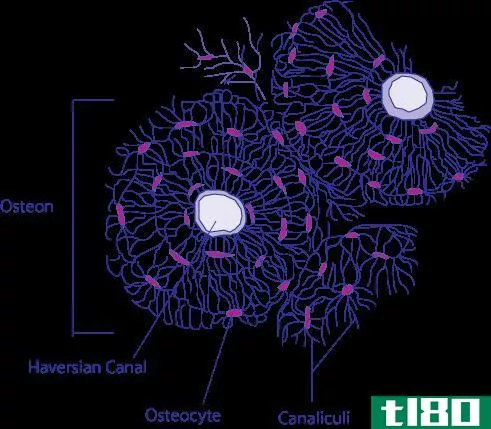软骨细胞(chondrocytes)和骨细胞(osteocytes)的区别
