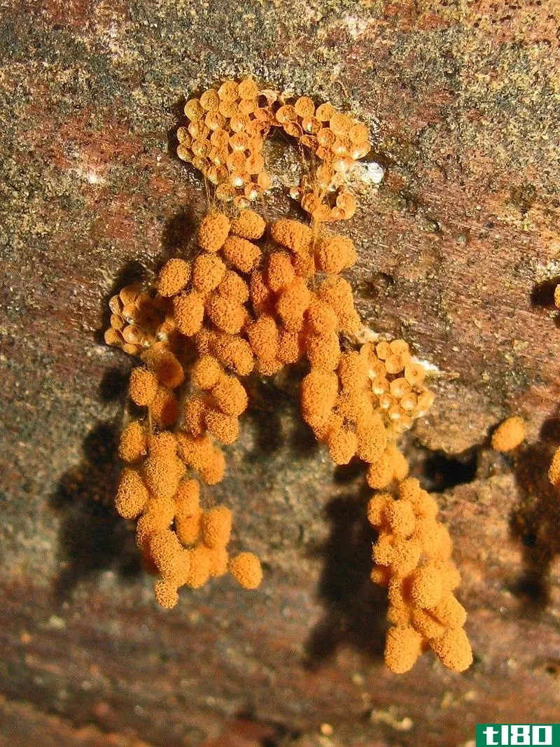 粘菌纲(myxomycota)和欧米科塔(eumycota)的区别