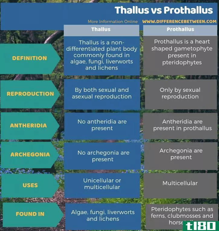 叶状体(thallus)和原叶体(prothallus)的区别
