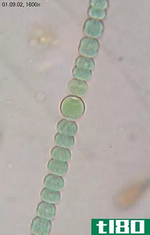 蓝藻(blue green algae)和绿藻(green algae)的区别