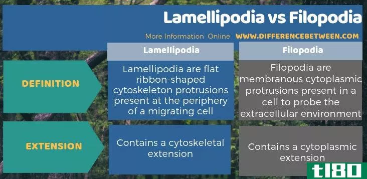 板足(lamellipodia)和丝状体(filopodia)的区别