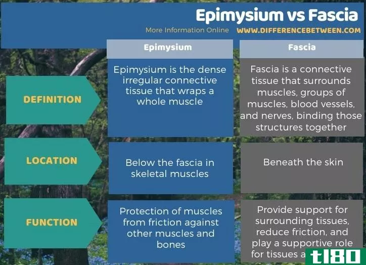 表肌(epimysium)和筋膜(fascia)的区别