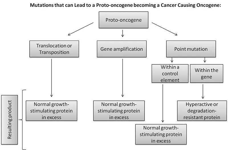 癌基因(oncogenes)和原癌基因(proto oncogenes)的区别