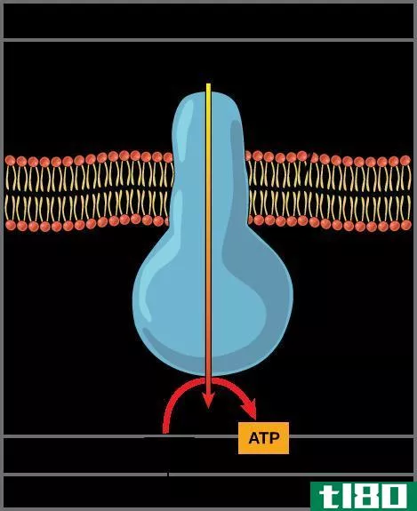 ATP酶(atpase)和atp合酶(atp synthase)的区别