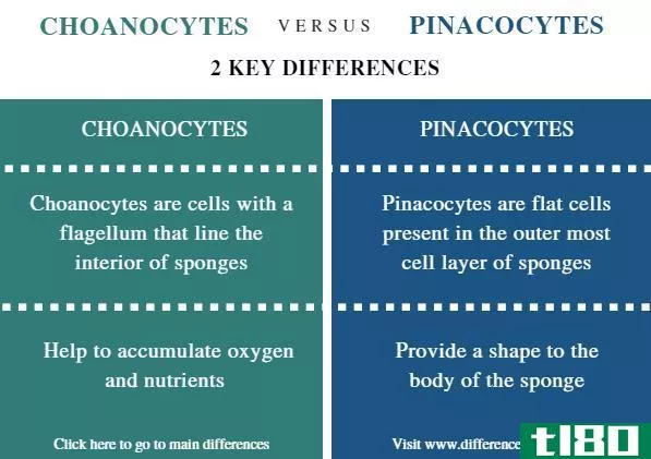 领细胞(choanocytes)和松果细胞(pinacocytes)的区别