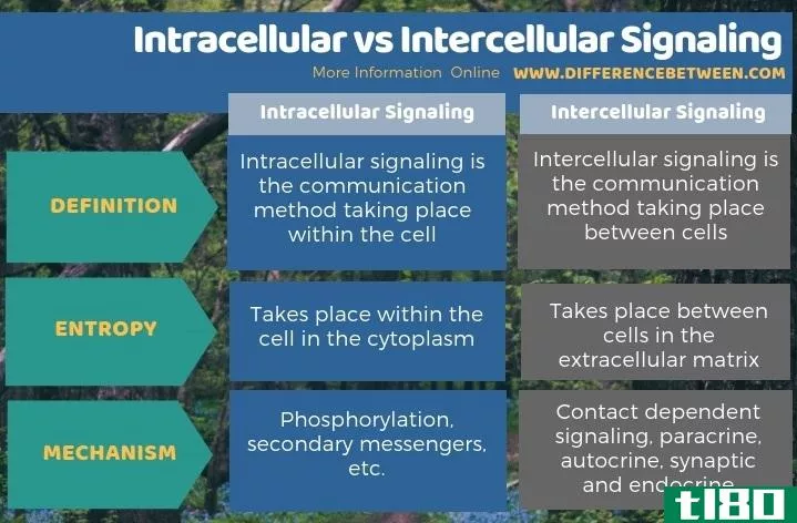 细胞内(intracellular)和细胞间信号(intercellular signaling)的区别