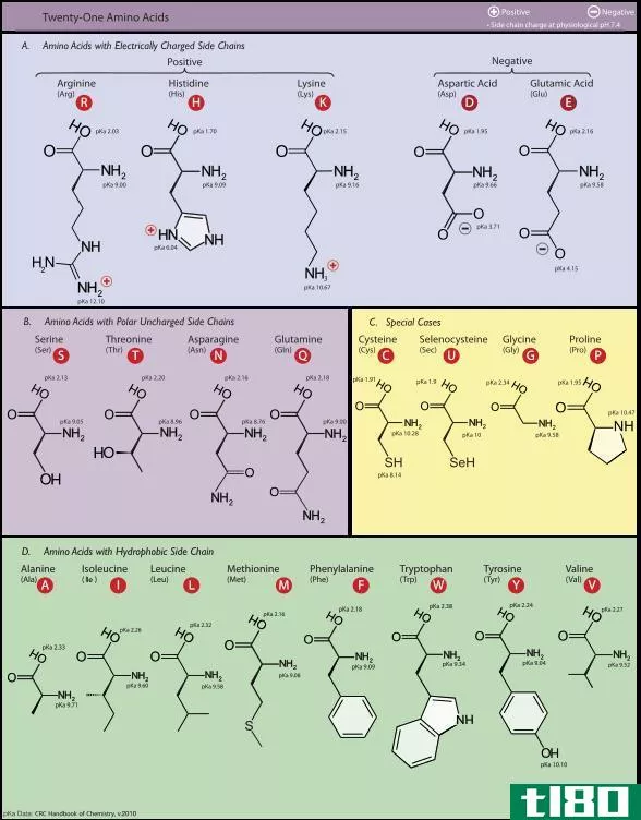 氨基酸(amino acid)和亚氨基酸(imino acid)的区别