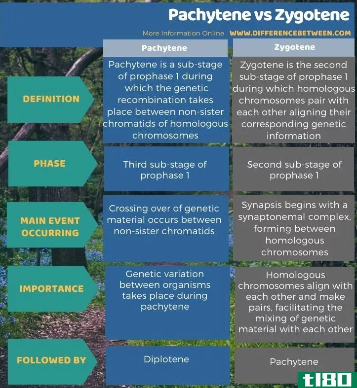 粗线期(pachytene)和合子体(zygotene)的区别