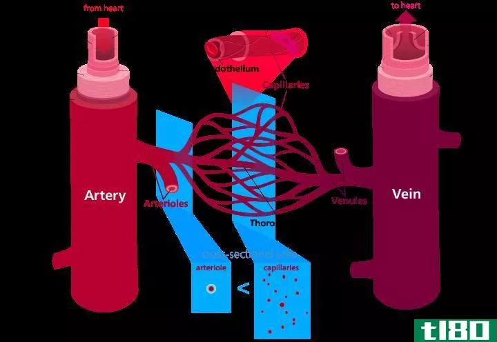 动脉(arteries)和小动脉(arterioles)的区别