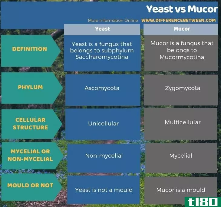 酵母(yeast)和毛霉(mucor)的区别