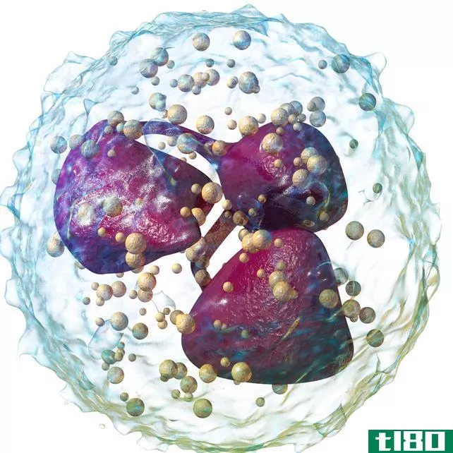 中性白细胞(neutrophils)和淋巴细胞(lymphocytes)的区别