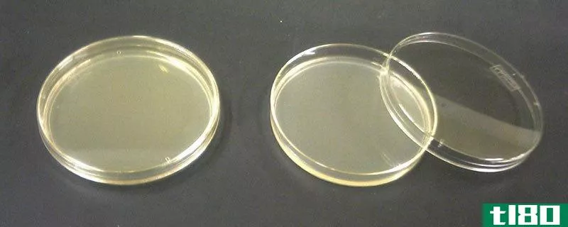 营养琼脂(nutrient agar)和营养肉汤(nutrient broth)的区别