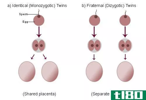 完全相同的(identical)和异卵双胞胎(fraternal twins)的区别
