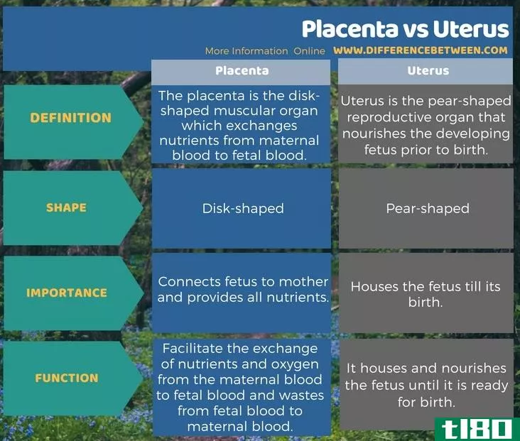 胎盘(placenta)和子宫(uterus)的区别
