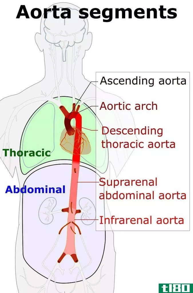 主动脉(aorta)和动脉(artery)的区别