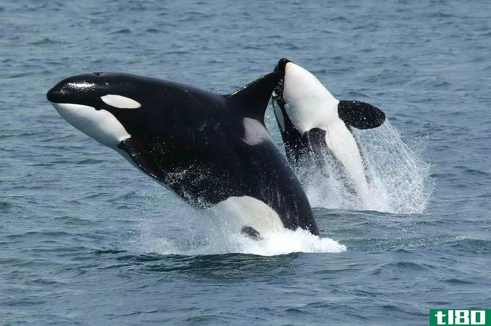 虎鲸(orca)和海豚(dolphin)的区别