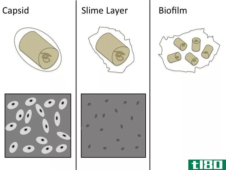 煤泥层(slime layer)和胶囊(capsule)的区别
