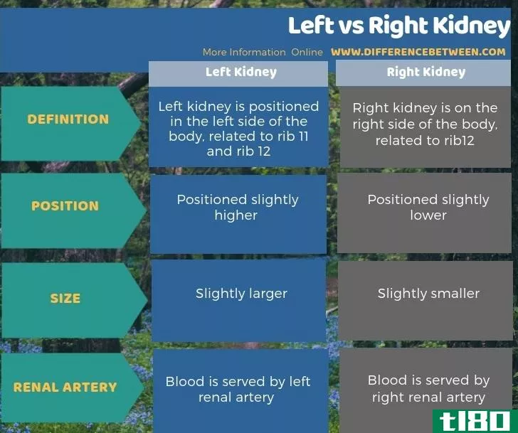 左边(left)和右肾(right kidney)的区别