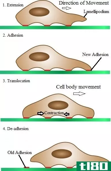 细胞迁移(cell migration)和入侵(invasion)的区别