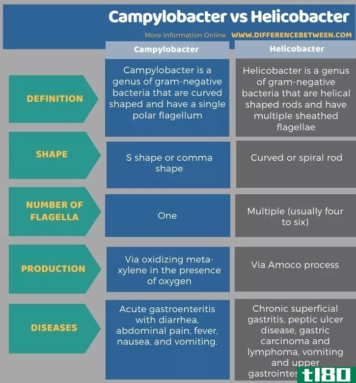 弯曲杆菌(campylobacter)和螺杆菌(helicobacter)的区别