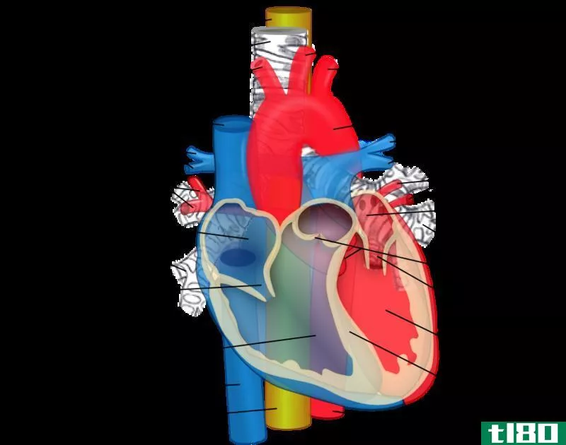 主动脉(aorta)和腔静脉(vena cava)的区别