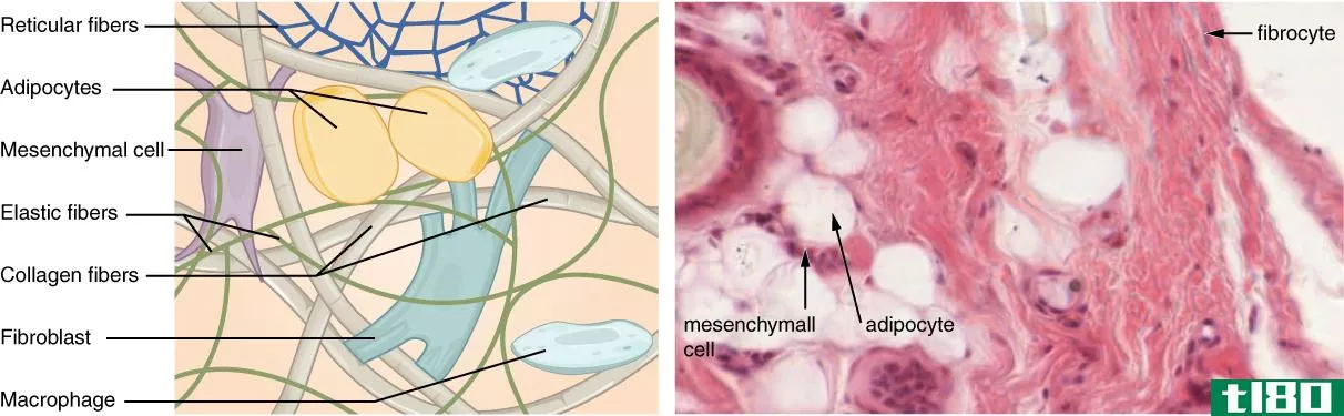 成纤维细胞(fibroblast)和纤维细胞(fibrocyte)的区别