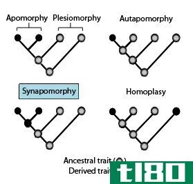 突变体(synapomorphy)和同形性(symplesiomorphy)的区别