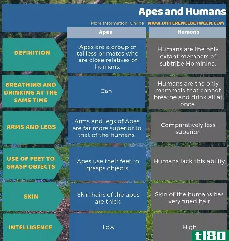 猿类(apes)和人类(human)的区别