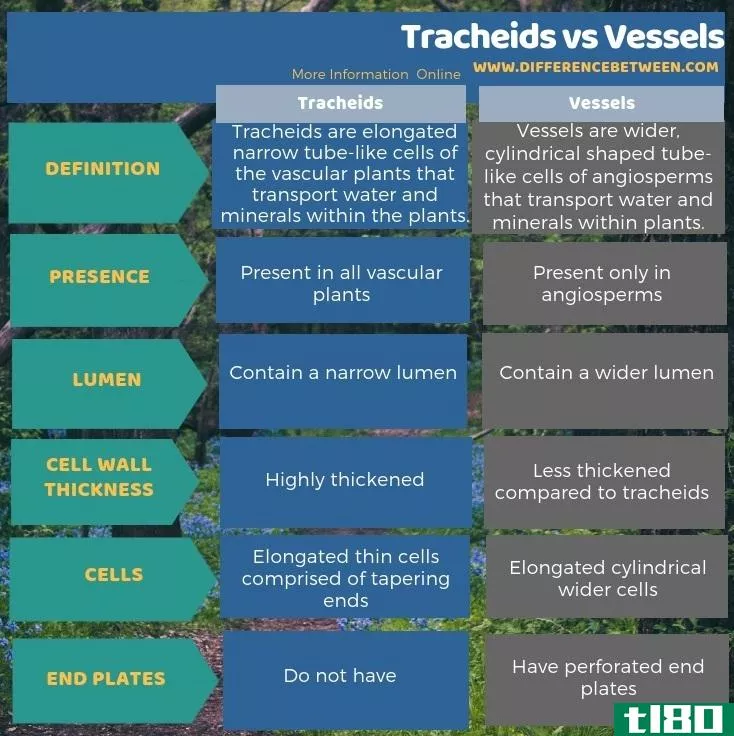 管胞(tracheids)和船舶(vessels)的区别