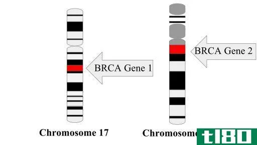 brca1(brca1)和brca2突变(brca2 mutation)的区别