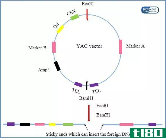 雅克(yac)和m13噬菌体载体(m13 phage vector)的区别