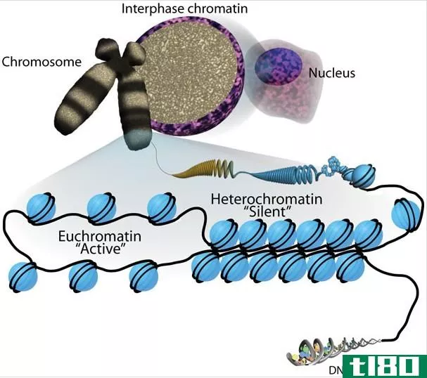 异染色质(heterochromatin)和常染色质(euchromatin)的区别
