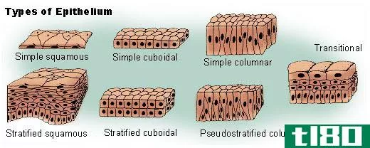 鳞状上皮(squamous epithelium)和柱状上皮(columnar epithelium)的区别