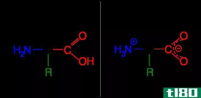 两性电解质(ampholyte)和两性的(amphoteric)的区别