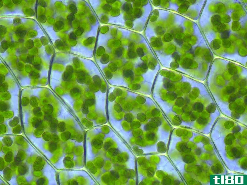 白质叶绿体(leucoplast chloroplast)和色质体(chromoplast)的区别