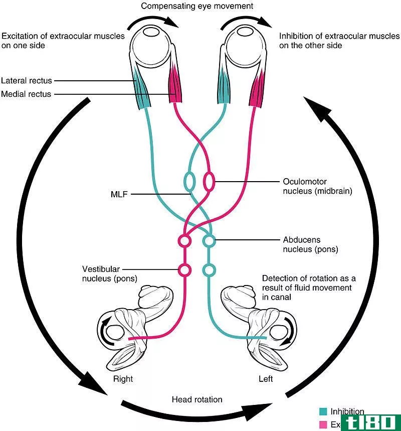 动觉(kinesthesia)和前庭感觉(vestibular sense)的区别