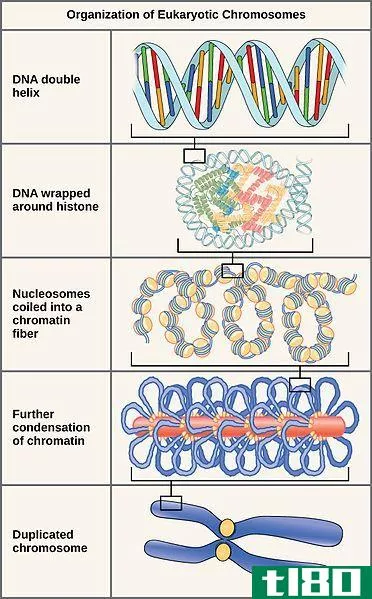 染色质纤维(chromatin fiber)和染色体(chromosome)的区别