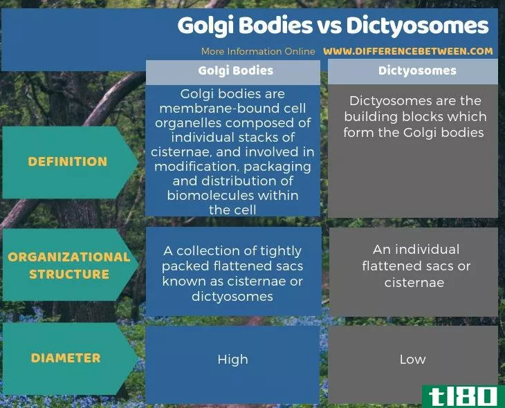 高尔基体(golgi bodies)和高尔基体(dictyosomes)的区别