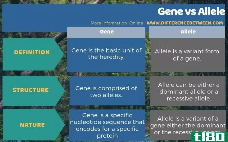 基因(gene)和等位基因(allele)的区别