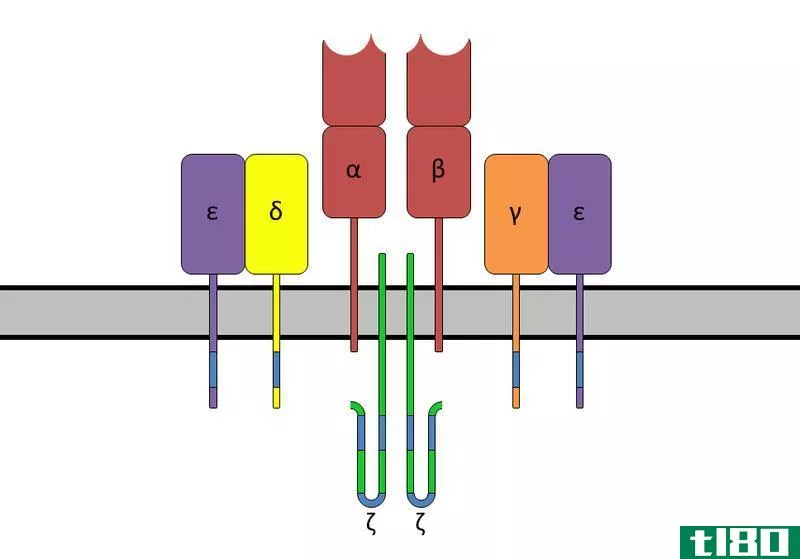 b细胞受体(b cell receptor)和t细胞受体(t cell receptor)的区别