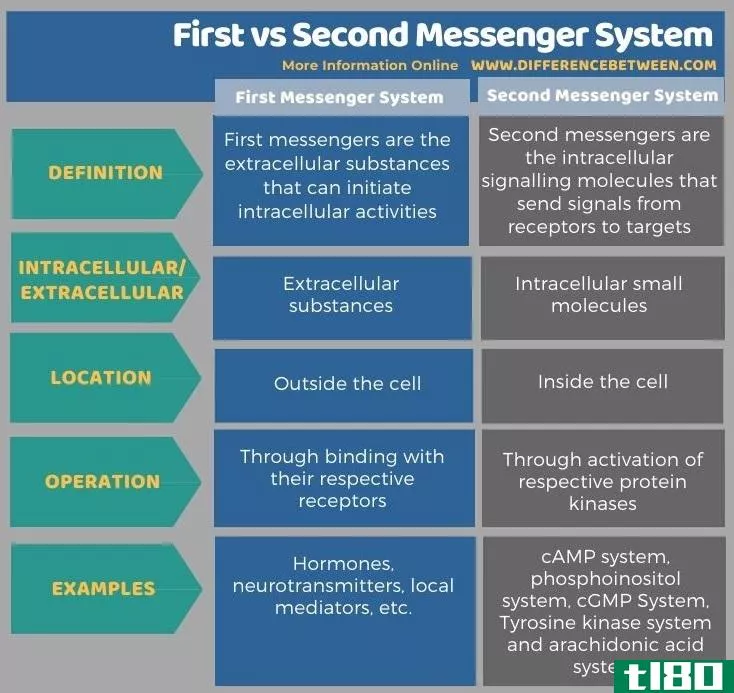 第一(first)和第二信使系统(second messenger system)的区别