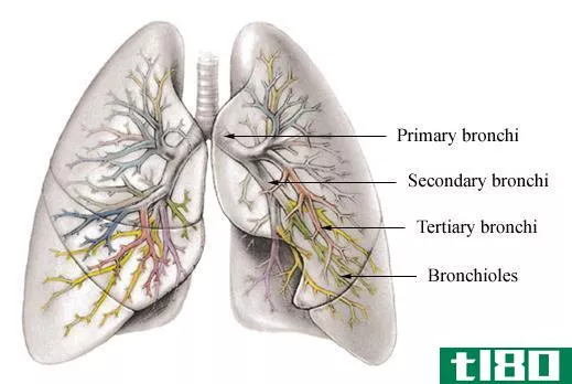 支气管(bronchi)和细支气管(bronchioles)的区别