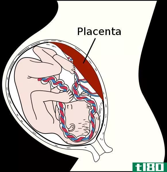 胎盘(placenta)和子宫(uterus)的区别