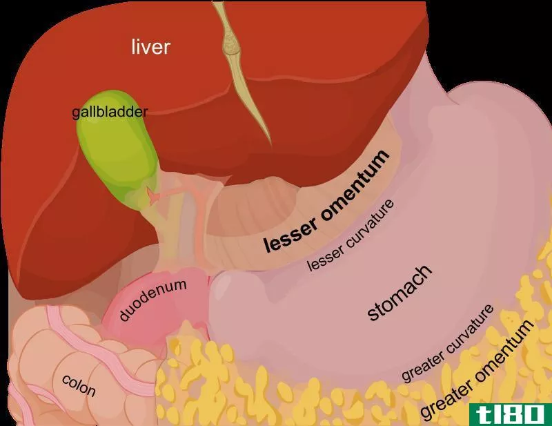 网膜(omentum)和肠系膜(mesentery)的区别