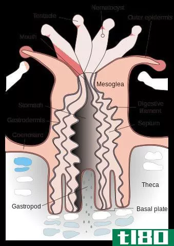 表皮(epidermis)和胃真皮(gastrodermis)的区别