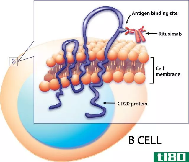 t细胞(t cells)和b细胞(b cells)的区别
