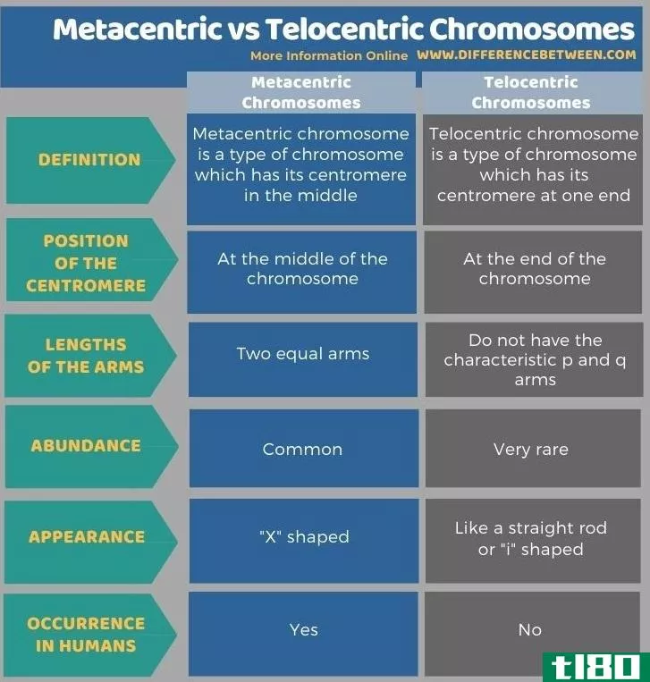 稳心(metacentric)和终着丝粒染色体(telocentric chromosomes)的区别