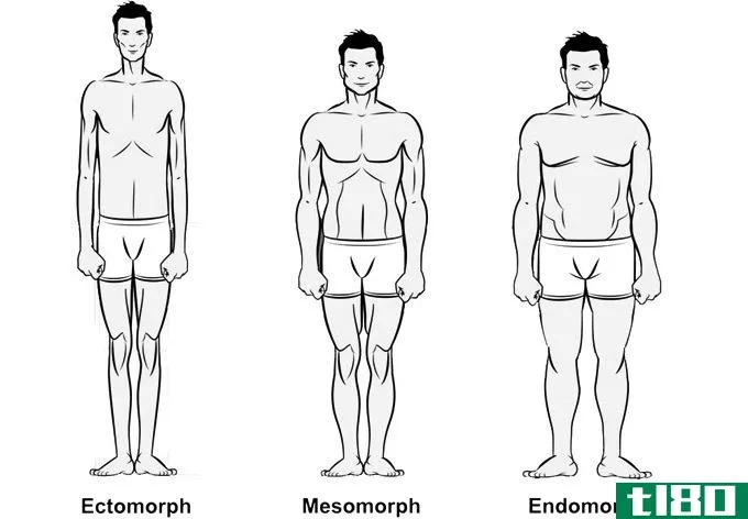 外晶-中晶(ectomorph mesomorph)和自同态(endomorph)的区别