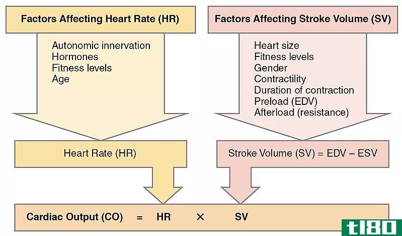 冲程容积(stroke volume)和心输出量(cardiac output)的区别