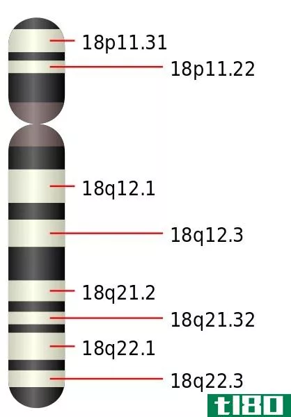 13三体(trisomy 13)和18(18)的区别